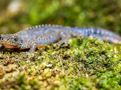 Sortie nature à Sissonne : "La nuit, les amphibiens sont de sortie !"