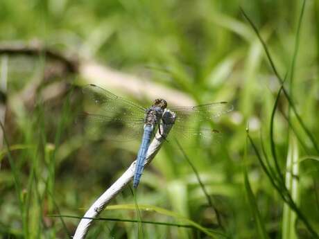 Sortie nature à Vaucelles-et-Beffecourt : "Découverte d’une zone humide au fil de l’eau"