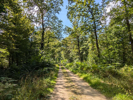 Sortie nature à Vauclair : "La forêt de Vauclair"
