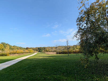 Sortie nature à Vauclair : "Arbres, fruits forestiers et cycle de la matière"