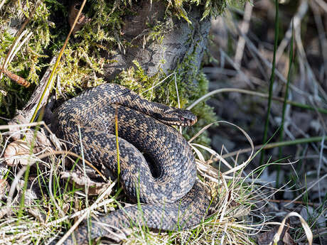 Sortie nature à Vaucelles-et-Beffecourt : "Chercher une vipère dans un cafouillis de roncier !"