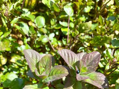 Les balades de l'été : plantes et boissons