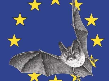 Nuit de la chauve souris