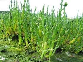 Sortie nature : "les plantes comestibles du bord de mer"