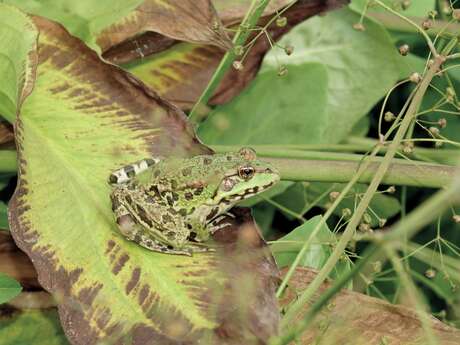 Gribouille la grenouille
