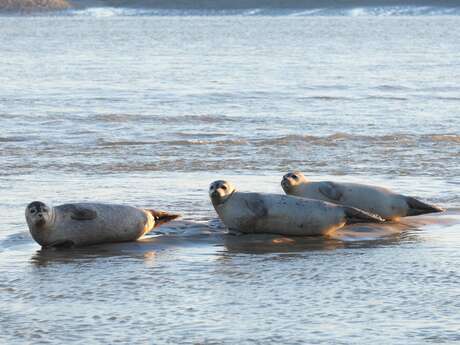 Sortie eden62 - baie d’authie - les phoques