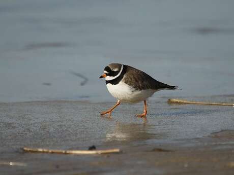 Sortie nature : la photographie des oiseaux du bord de mer