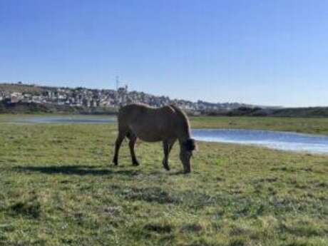 A la découverte du hâble d’Ault