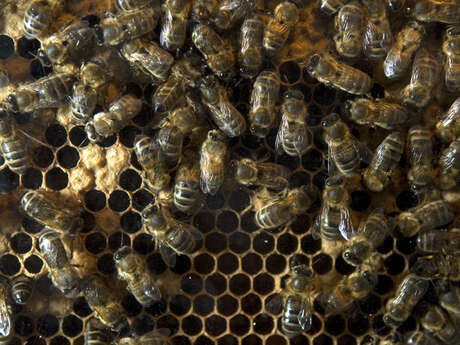 Sortie nature à Sissonne : "Les secrets de la pollinisation !"