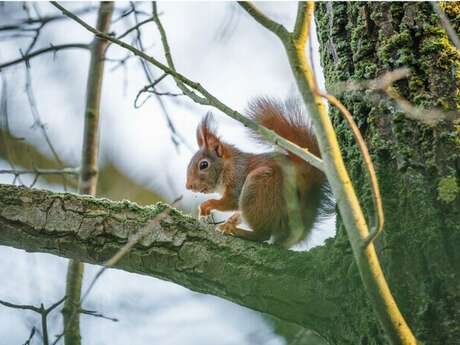 Balade naturaliste : "Le Penseur de Rondin"