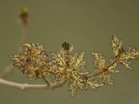 Balade naturaliste : rosées printanières