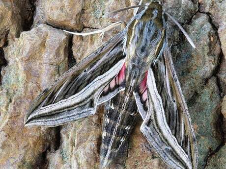 Sortie naturaliste éco-citoyenne : "papillons de nuit et autres insectes nocturnes"