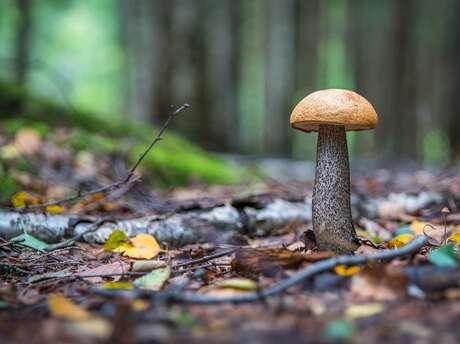 Sortie Mycologique en Forêt de Crécy