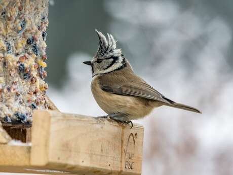 Je fabrique un resto pour les oiseaux Je fabrique un resto pour les oiseaux