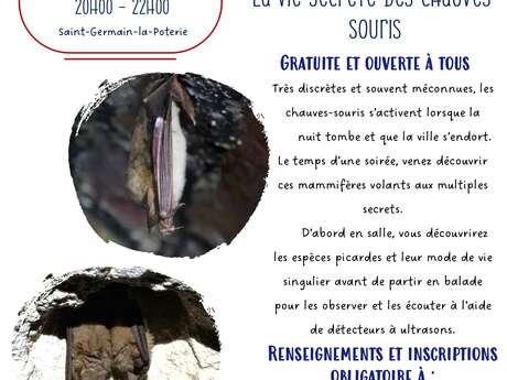 Sortie nature : La vie secrète des chauves-souris