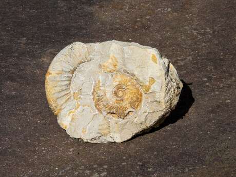 Exposition permanente de paléontologie