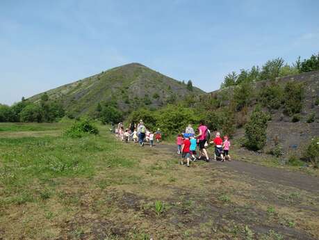 Les petites bêtes des terrils, spéciale pollinisateurs sauvages