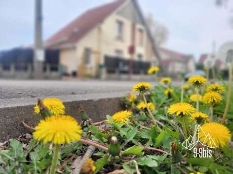 Balade et relevé de la faune et de la flore