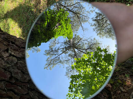 Visite guidée - balade sensorielle en forêt