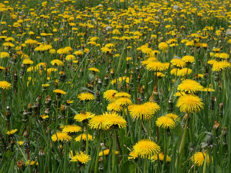 Balade naturaliste : plantes sauvages et art de la table