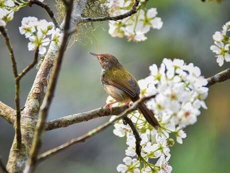 Nature, boutures et teinture