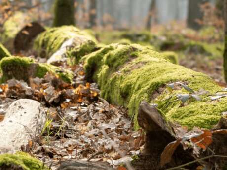L'arbre est mort, vive la forêt