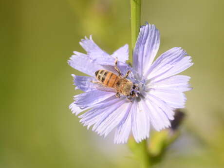 Balade naturaliste : l’orchestre des butineurs