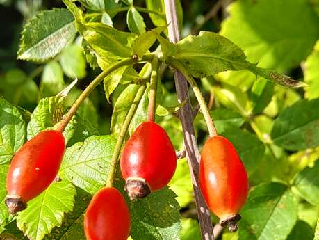 Les balades de l'été : fruits et baies