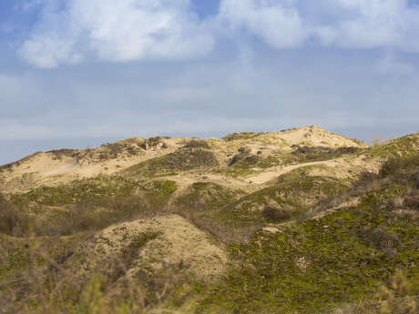 La Dune Perroquet