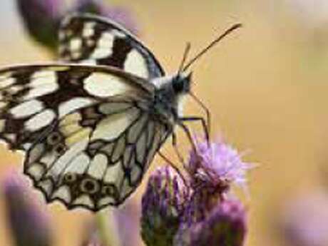 Découverte nature "a la rencontre des insectes"
