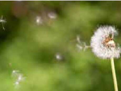 Découverte nature "ça souffle dans les fleurs"