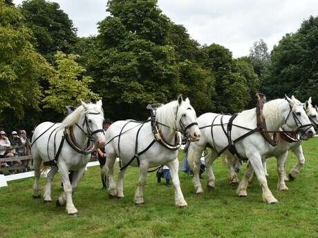 Les amis du cheval