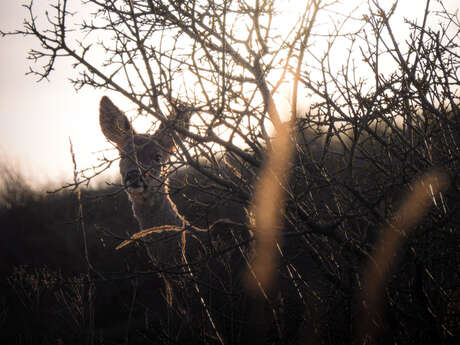Les Nymphéas de Claude Moineau