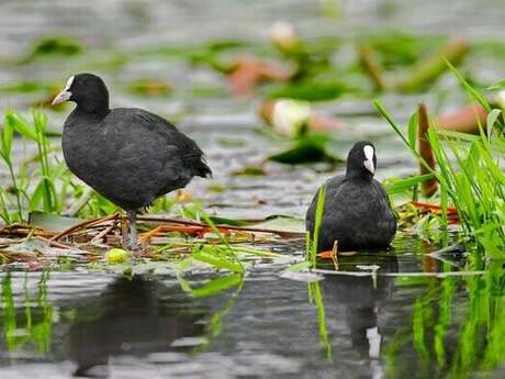 Balade naturaliste : "Le bal des oiseaux"