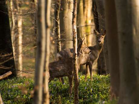 La Forêt de Tournehem