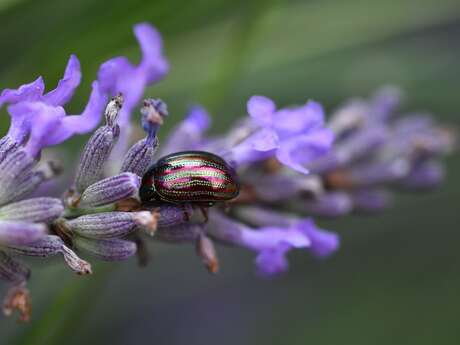 Rendez-vous Nature : Petites bêtes merveilleuses et métamorphoses