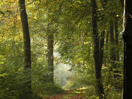 Parc Jean-Jacques Rousseau – Les arbres et arbustes du parc