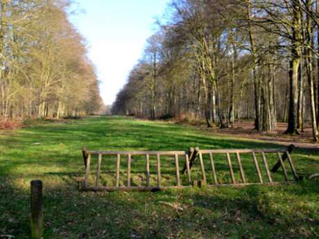 Focus sur 1000 ans d’histoire de la forêt de Crécy