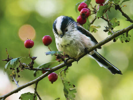 Vert par Nature : initiation à la photographie naturaliste