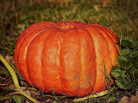 Les Contes du Blaireau