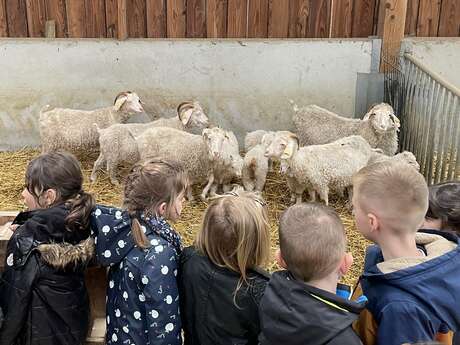 À plumes et à poils : rencontre magique à la petite ferme