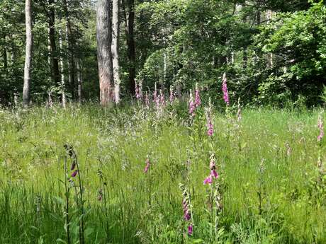 A la découverte des plantes