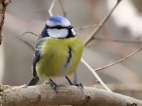 🐦 Découverte des oiseaux de la forêt d’Ermenonville 🐦‍⬛