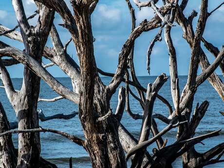 Exposition " Au bord de l'eau"