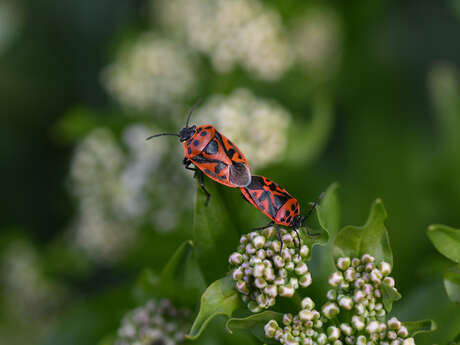 Rendez-vous Nature : Nature en Yser