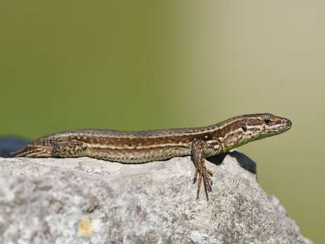 Rendez-vous Nature : à l'ombre des remparts