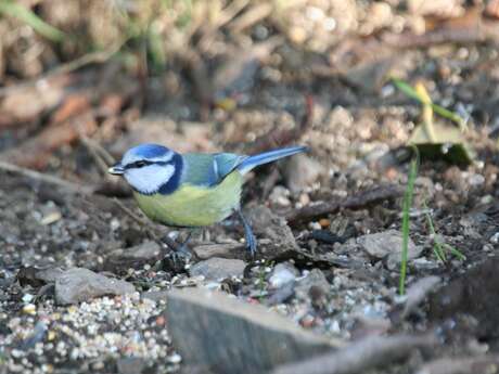 Rendez-vous Nature : "Les oiseaux : des beaux "parleurs" !"