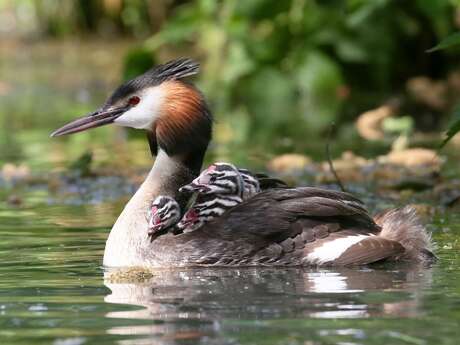 Partager l’effort : parents modèles et jeunes apprentis