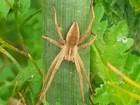 Rendez-vous Nature : Prêts pour se faire une toile... d'araignées ! Partons à la recherche de nos petites bêtes préférées, quoi que …