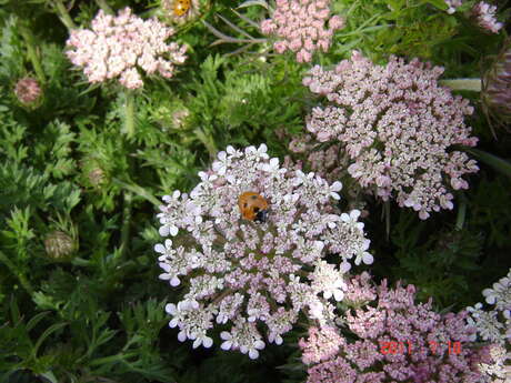 Rendez-vous Nature : Un "amour" de coccinelles !